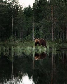 a brown bear walking across a forest next to a body of water with trees in the background