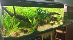 an aquarium filled with green plants and other aquatic animals in it's tank next to a bar stool