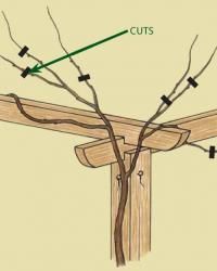 an image of a wooden structure with branches attached to it and cut outs labeled in green