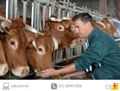 a man feeding some cows in a barn