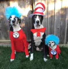 two dogs dressed up as dr seuss and cat in the hat