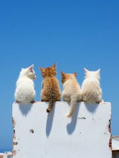 three kittens sitting on top of a white wall and looking at the blue sky