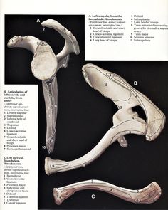 an image of medical diagrams showing the bones