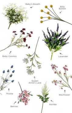 the different types of flowers are shown in this poster, which is also labeled with their names