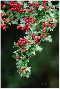 red berries are hanging from the branches of a tree