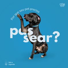 a dog is sitting on its hind legs with the words pus sear in front of it