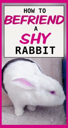 Learn how to befriend a bunny using my step by step method to gain a rabbit's trust. This is the method I've developed after working with hundreds of rescue rabbits and figuring out how to bond with rabbits, even shy rabbits | shy rabbit | how to make your rabbit friendly | how to make a rabbit trust you