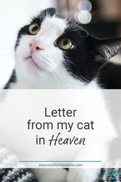 Cat In Heaven Quotes, Pets In Heaven Quotes, Missing My Cat In Heaven, Cat Bereavement Quotes, Rip Cat Quotes, Quotes About Losing A Pet Cat, Cat Heaven Quotes, Cat Died Drawing, Pet Sympathy Quotes Cat