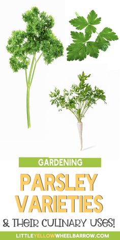 an image of parsley varieties and their culinary uses for garden plants, including parsley