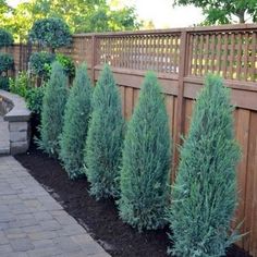 some very pretty trees by a fence