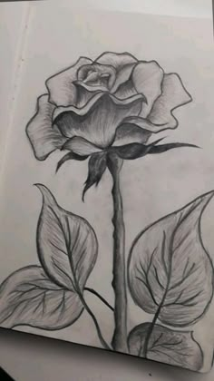 a pencil drawing of a rose with leaves on the bottom and side, in black and white