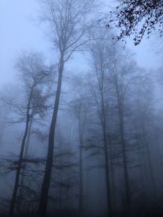 foggy trees in the woods with no leaves on them