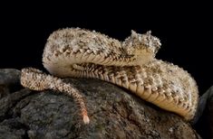 two brown snakes sitting on top of a rock next to each other in front of a black background