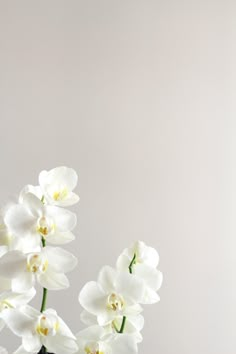 white flowers are in a black vase on a table