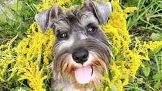 a dog with its tongue hanging out in the grass and yellow flowers around him is looking up at the camera