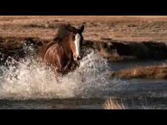 a horse is running through the water