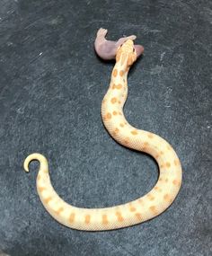 a yellow and white snake laying on the ground next to a piece of food in its mouth