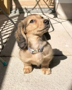 a small brown dog sitting on top of a sidewalk next to a metal table and chair