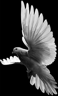 a black and white photo of a bird with its wings spread out in the air