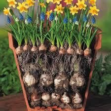 a potted plant with yellow and blue flowers growing out of it's roots