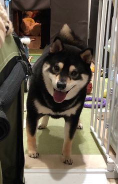 a husky dog standing on top of a step next to a person in a green jacket