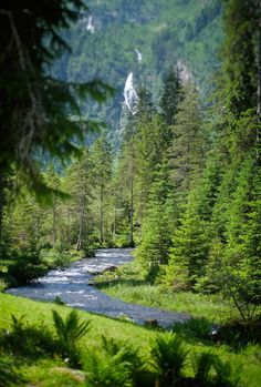 a river running through a lush green forest