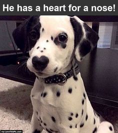 a dalmatian dog sitting on the floor next to a computer desk with text that reads he has a heart for a nose