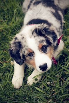 a dog laying in the grass looking at something