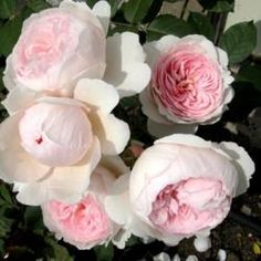 some pink and white flowers in a pot