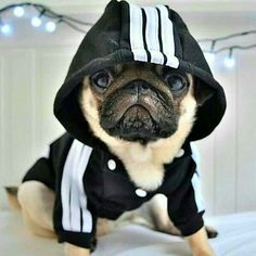 a small dog wearing a black and white hoodie