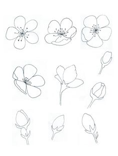 different types of flowers are shown in this drawing lesson for beginners to learn how to draw