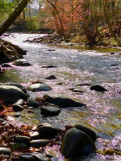 a stream with rocks and flowers in the middle of it, surrounded by trees on both sides