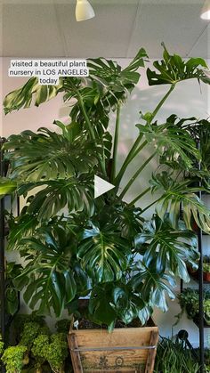 a large green plant in a wooden box next to other plants and potted plants