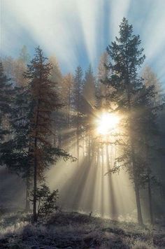 the sun is shining through the trees in the foggy forest with snow on the ground