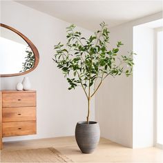 a potted plant sitting on top of a wooden table next to a dresser and mirror