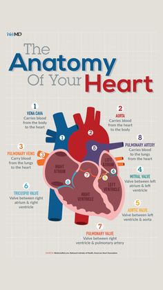 the anatomy of your heart info poster