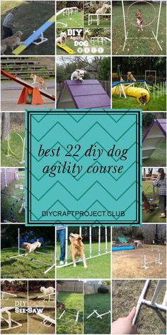 the best diy dog agility course for dogs and their owners is featured in this collage