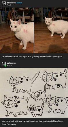 two pictures of cats on the same page