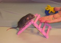 a small rat sitting on top of a pink chair next to a person's hand