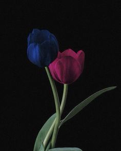 two colorful tulips in a vase on a black background