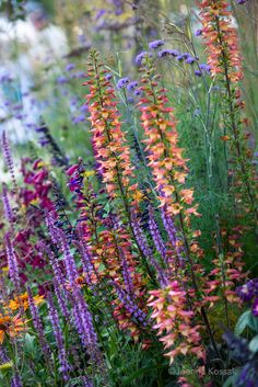 an assortment of colorful flowers growing in a flower garden with lots of purple and orange flowers