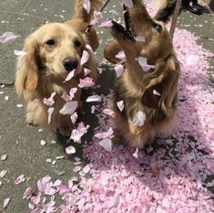 two dogs playing with pink petals on the ground