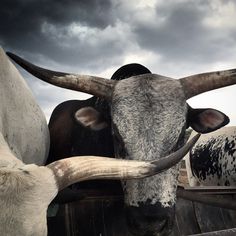 two longhorn steers with large horns standing next to each other on a cloudy day