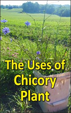 the uses of chicoy plant in an open field with blue flowers and green grass