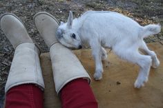 a small white dog standing next to a person's feet on a piece of wood