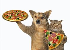 a dog holding a pizza and a cat