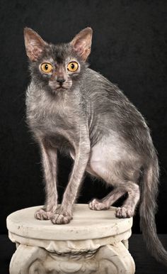 a gray cat sitting on top of a white pedestal with yellow eyes and hair in front of a black background