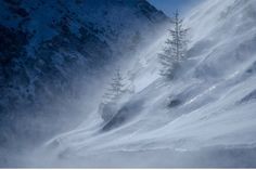 a person riding skis down a snow covered slope with trees on the side of it