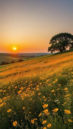 Golden meadow with wildflowers at sunset royalty free stock photography Meadow Sunset, Horizon Photography, Sunset Meadow, Meadow Photography, Calm Sunset, Yellow Landscape, Mystical Landscapes, Golden Meadow, Sun Landscape