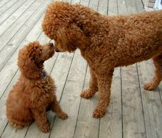 two poodles on a wooden deck playing with each other